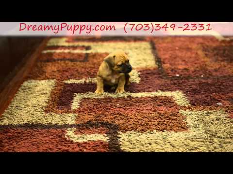 Super Cute Puggle Boy!
