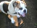 TOKYO SKATEBOARDING BULLDOG BAZOOKA