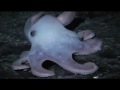 Drain The Ocean: Deep Water Exploration