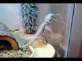 Juvenile Bearded Dragon (Grey,brown mix)