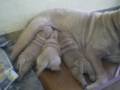 videos de Sharpei 17 dias Roco y Lola