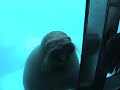 a walrus at the zoo