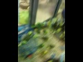 Birds Gone Wild 2