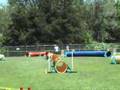 HUA Agility Meet in Omaha