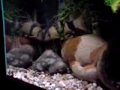 Large Clown Loaches
