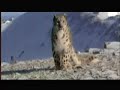Saving Snow Leopards for 25 Years - www.snowleopard.org