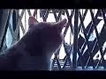 to the window, to the wall
