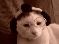 Samurai Cat with glasses Samurai Cat with glasses