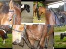 les chevaux de louvatange au terroir comtois