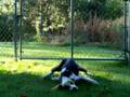 Tetanus Dog 2