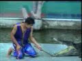 Crocodile