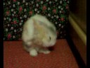 Tippy...my bunny