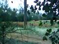 Coolabah Waterhole Video Of Pigs