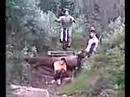 arbe asiendo el gans0