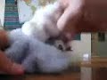 baby socks right to the death