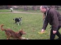 Amazing Acrobatic Dog - flipover