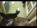 funny-cat-jump.html