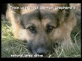 German Shepherd Zone Training German Shepherd Zone Training