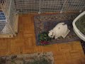 Little Bunny Jumping and Skipping