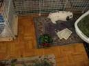 Little Bunny Jumping and Skipping