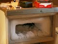 fridge of death (thriller)