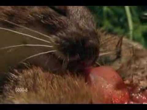 Stoat