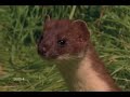 Stoat