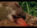 Stoat Stoat