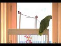Sonata for Parrot and Piano Sonata for Parrot and Piano