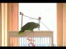 Sonata for Parrot and Piano