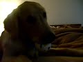 6 month old golden retriever funny one! cobrador dorado