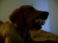 6 month old golden retriever funny one! cobrador dorado