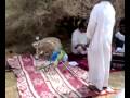 شايب فاصل رقص شايب فاصل رقص