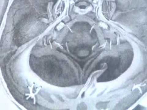 ANATOMY LESSONS FROM THE PAST - ...