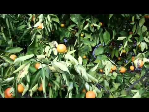how to treat citrus chlorotic dwarf virus
