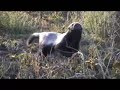 Honey badger in the serengeti