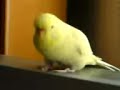 Incredible dancing bird Incredible dancing bird