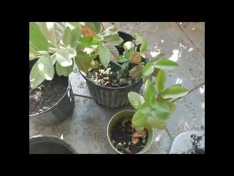 how to transplant guava tree