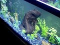 Freshwater Aquarium Coralife Lunar Aqua Lights fish plants