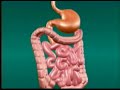 Endoscopia "La Historia no Contada" parte 6 (6/7)
