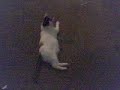 my lazy cat starr part my lazy cat starr part