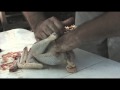 Survival Skills with Russ - How to Butcher a Chicken pt 1 (kill, pluck, gut)