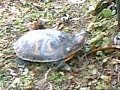 MY TURTLE
