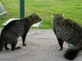 cat-fight.html