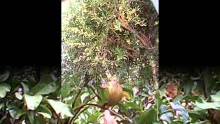 حلوة يا بلدي -  فلامية