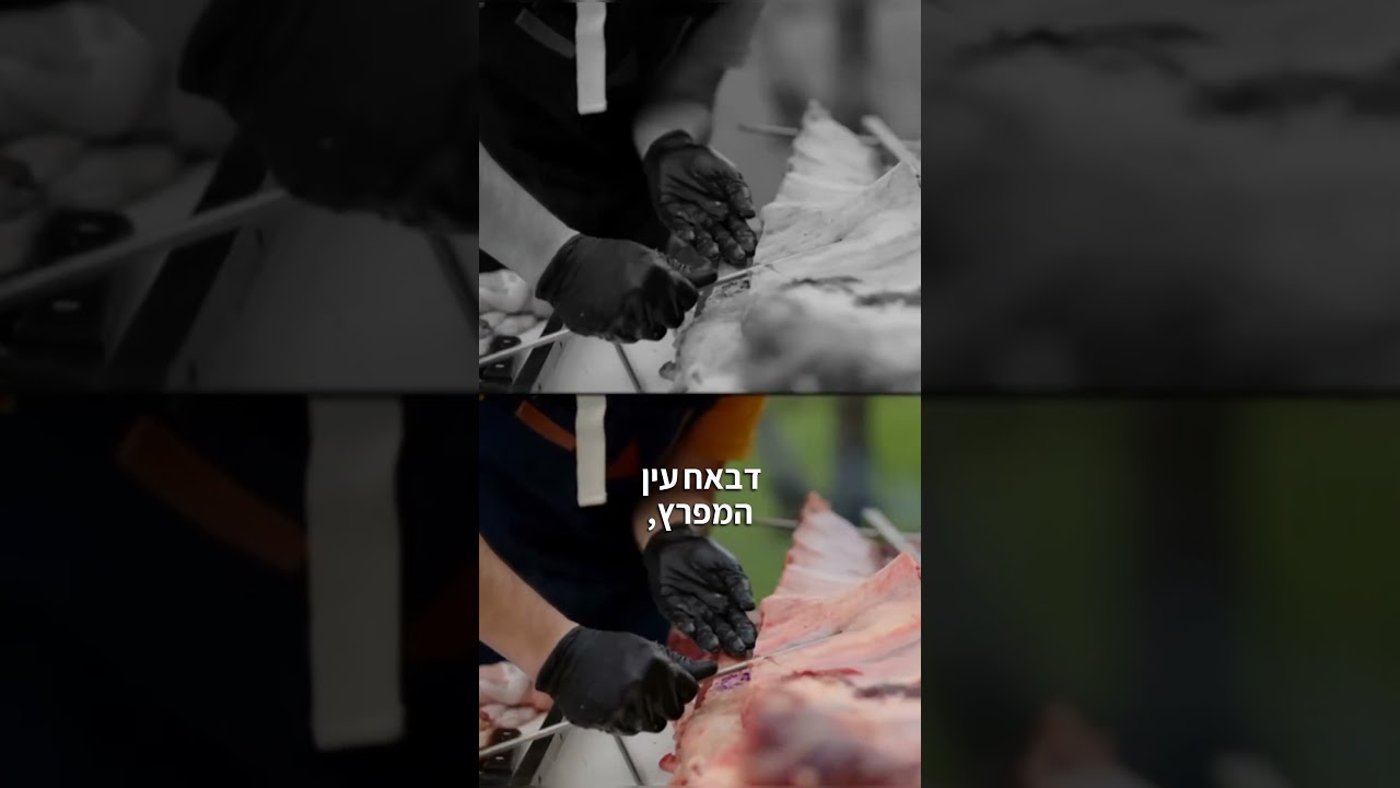 חגיגת בשרים מטורפת – דבאח עין המפרץ הפתיחה