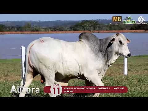 2 DE OLHO NA FAZENDA NELORE AURORA