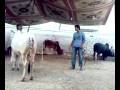 videos de Ubaidullah under the cow.mp4