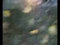 videos de burn doll