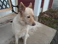 Chien Brandy Chien Brandy